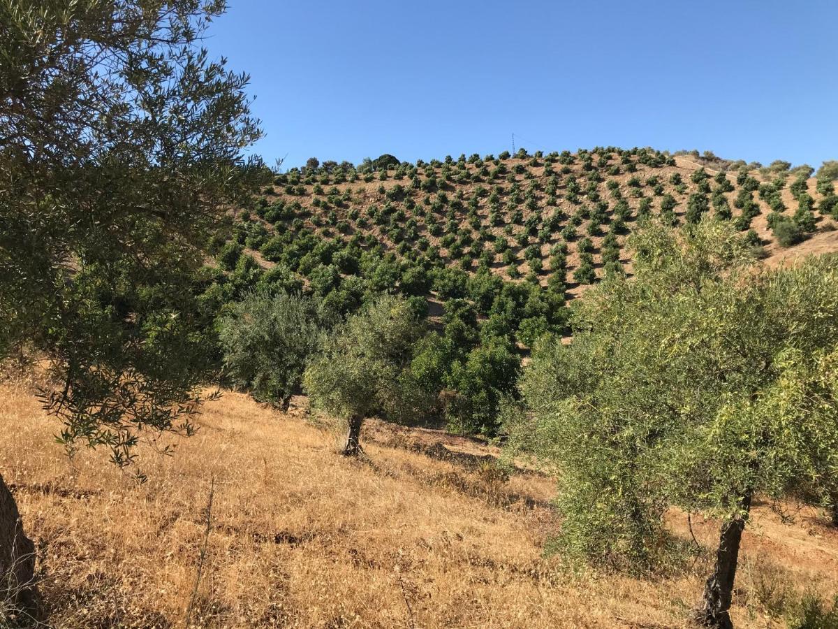 Views Apartment, Cortijo Fruitful Hills Apartamento
